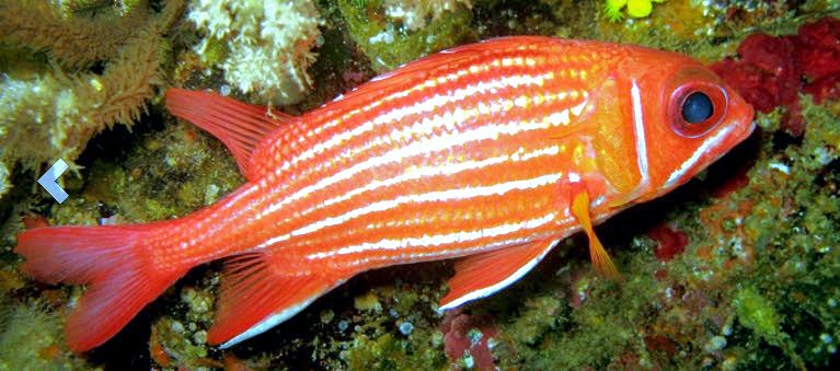 Sargocentron hastatum_05.jpg